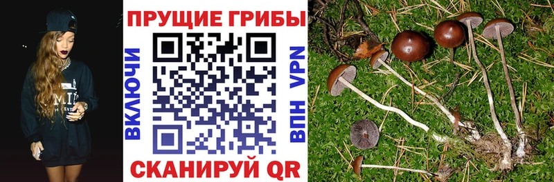 Псилоцибиновые грибы MAGIC MUSHROOMS  Большой Камень 